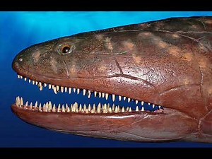 Hyneria and Eusthenopteron