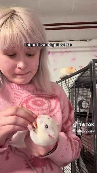 Caring for Luna: Healing a Pet Rat's Wound