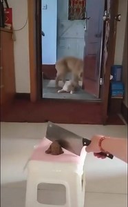 What's the reaction of the dog when a dog cake is cut in front of a dog! 😂 #doglover #dogsofinstagram | Animal On Planet