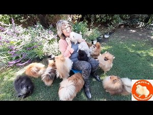 13 Pomeranian Toy Pom Culture Pom puppies and dogs getting treats ‪@AnjulaPomeranians‬