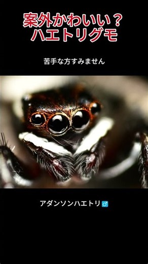 家でたまに見かける小さなクモ。結構かわいいんです。#ハエトリグモ #マクロ写真 #自然観察 #昆虫