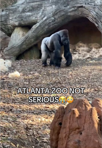 Atlanta Zoo Experience: Close Encounter with Animals