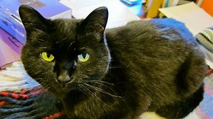 A fierce man who made a dedicated cat monitoring device with face recognition technology that loves cats appeared