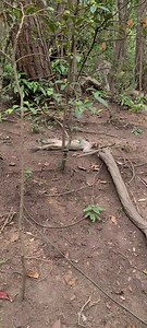 Monkey just dance Like 🤑 🤪 #FacebookReelsContest #Animals #monkeycute #cutebabymonkey #monkeybaby #MonkeyLife #babymonkey #squirrelmonkey #adsonreels #monkeyfyp #monkeys #fyp #justdance #monkeyfamily #monkeycute #monkeydluffy #adorablemonkey #baby #monkeyslife #Nature #Motivation #monkey #monkeysreels #spidermonkey #animals #nakedmonkey | Frame Calm