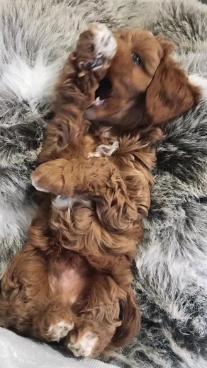 Chino the Cavoodle on TikTok
