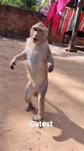 Shaly’s reaction is so funny 🤣🤣 #monkey #yaya #funny #shally #viral #animals #viralshorts #reaction