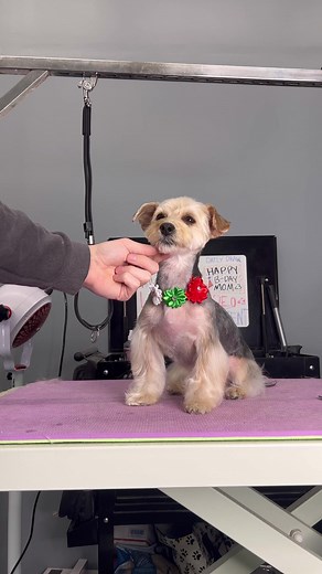 #doggrooming #dogs #yorkie #yorkieterrier #dogsbylogan