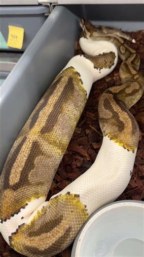Pied Ball Python ovulation! #ballpython #ballpythonbreeder #royalconstrictordesigns
