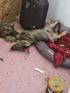 Man Adopts Free Puppy, But It Turns out to Be a Wolf