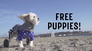 Watch Free Puppies! Online | Vimeo On Demand