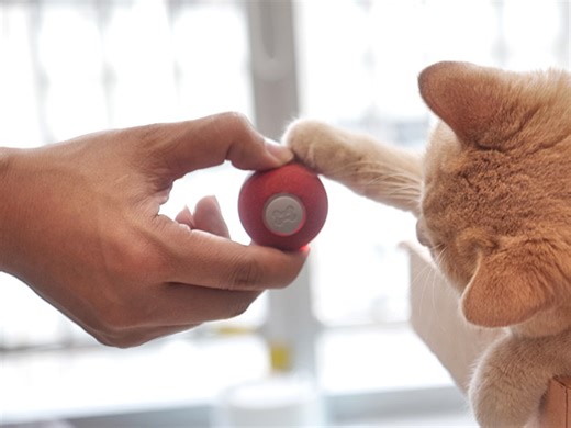 If your cat is causing chaos, try one of these automated toys