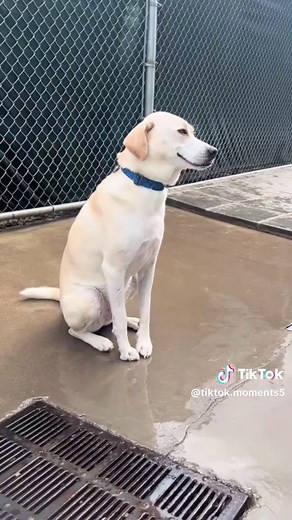 These are best moments with Dog 🐕 #fyp #friends #dog #fails #😂