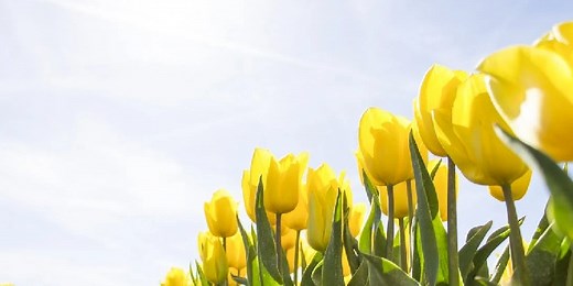 70 Spring Quotes on Hope, Beauty, and New Beginnings