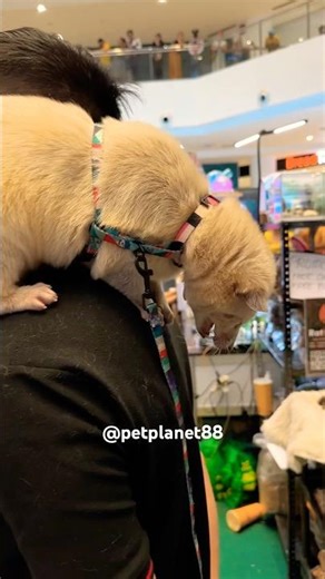🐱Asian Palm Civet Cat Musang #petplanet88 #youtubeshorts #musang #civetcat #civet #pets #animals