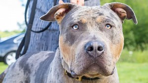 Cops probe disgusting footage 'showing Scots woman having sex with XL Bully dog'