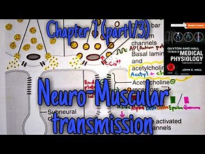 Neuromuscular transmission - chapter 7 (part 1/3) - Guyton and hall text book of medical physiology.