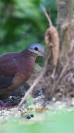 Chiriqui Quail-Dove (Zentrygon chiriquensis)