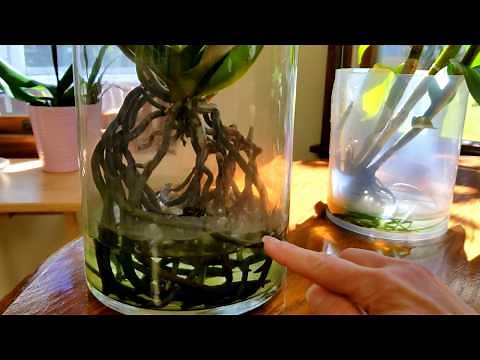 Water culture growing method for orchids...the basics.