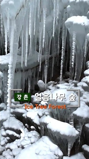 Gangchon Gukgok Falls Ice Tree Forest #icetree #winter #travel