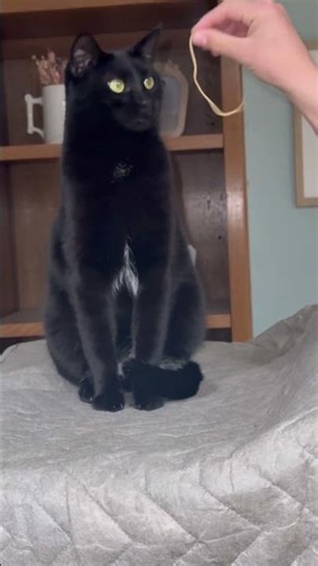 Do Cats Like Spaghetti? 😹 May’s Adorable Noodle Nibble 🍝🐱