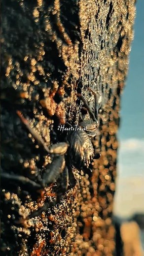 Wijaya Beach Dalawella Sri Lanka 🇱🇰 | The Sunset View Everyone Falls In Love With 🌅