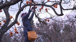 شاهد: كيف أعادت اليابان إنعاش قطاع الزراعة في فوكوشيما بعد مرور عقد على الكارثة النووية