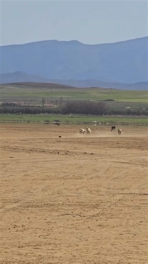 Greyhound Dog Chasing Wild Rabbit in Open Field 🐕⚡ | Real Hunting Speed#greyhound #huntingdog