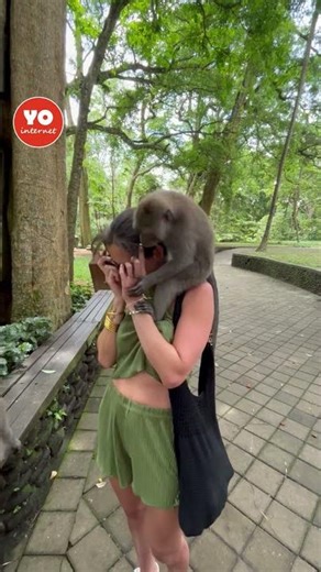 Monkeys Fighting on Tourist at Bali Monkey Forest