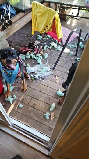 rambunctious dogs #doberman #rottweiler #shibc shibaclassic.io #uniswap #biconomy