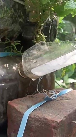 തിരിനനയിൽ നട്ട പുതിനപത്തുമണിചീര🌱പുതിനചുവട്ടിൽനിന്ന്കരുത്തുള്ളതണ്ട് വന്നത്കുപ്പിമുറിച്ച് വെളിയിലാക്കി