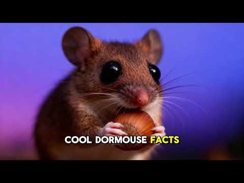 Dormouse – The Tiny Sleepy Survivor
