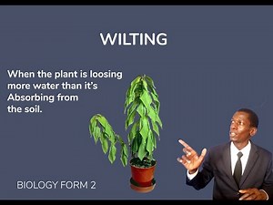FORM 1; Lesson 78-The process of wilting.