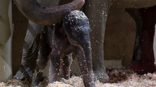 Columbus Zoo welcomes 2nd Asian elephant calf this year