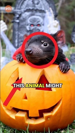 Why the Tasmanian Devil Isn’t What You Think...
