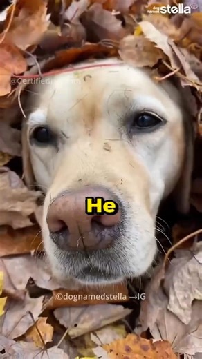 Dog Loves Playing With Leaves 😍