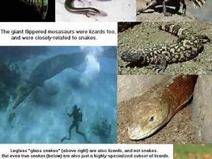 Geerup's Terrible Lizard Classification