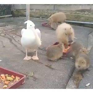 4.3M views · 147K reactions | Pelicans can't eat capybaras | Hilarious Ted | Facebook