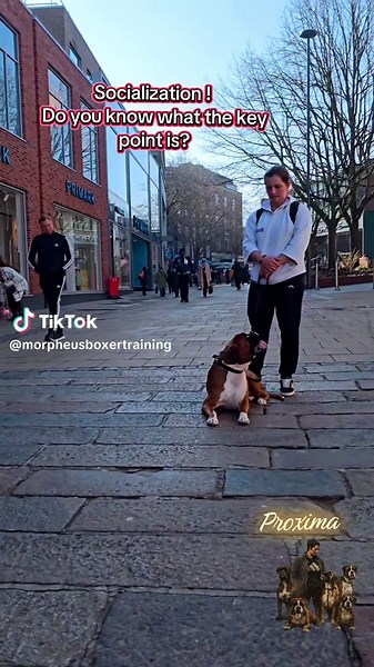 Socialization in dogs means helping them learn to stay calm, confident, and balanced in different environments, situations, and around other animals or people. The goal is not that the dog interacts with everyone, but that it can handle the world around it in a stable and controlled way, while staying focused on the handler. #boxerdog #workingboxer #dogtraining #socialization #calmdog