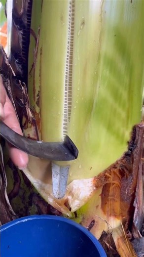 How to Extract Fresh Banana Stem Juice directly from the Tree! 🌿😮