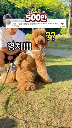 27kg 누나를 사랑한 1.7kg 키링남ㅋㅋ(1편)┃스탠다드푸들 강아지쇼츠