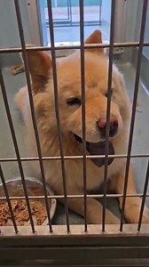 Update- adopted Young chow girl found as a stray and now at the Baldwin Park/LA County shelter. Let’s hope she has a responsible owner looking and coming for her. If not, she may be available to adopt once she’s assessed and spayed. If you can foster if needed, please contact us at robinmorgan@cox.net https://24Petconnect.com/DetailsMain/LACO2/A5747766 | Southern California Chow Chow Rescue Network