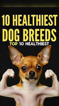TOP 10 HEALTHIEST DOG BREEDS for BEGINNERS & FIRST TIME OWNERS! Best List of Healthy Canines 2025!