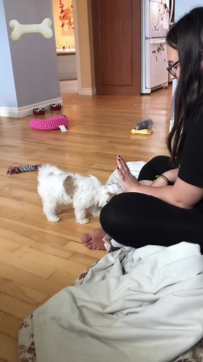 Learning baby! #shichon #shichonpuppy #shichonsoftiktok #Zuchon #training #trainingdog #puppy #puppytraining
