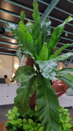 Plantation Bay Resort Lobby