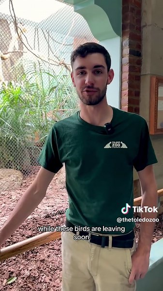 Keeper Cadin takes us behind the scenes with the Pasquet’s parrots! As these birds spread their wings and depart from the Toledo Zoo to participate in a breeding program, our Aviary still remains home to many other fascinating bird species! #Zoo #DraculaParrot #Parrot #Birds #ToledoZoo #ToledoOhio