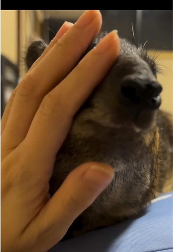 do you like that frad? #frad #hyrax #brazy