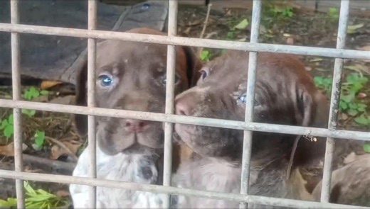 German shorthaired pointer | German shorthaired pointer