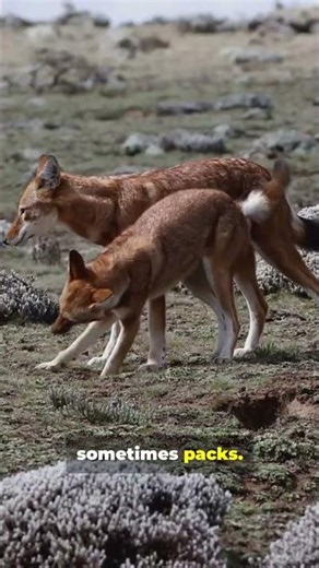 Dingo: Deep Dive in Under a Minute!