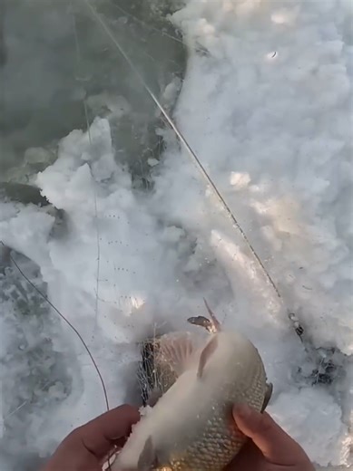 Caught a lot of fish on a grabber #fishing #net #ide #fishing#ribalka_ribalka