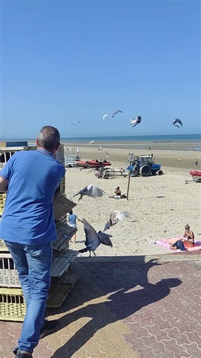 les pigeons voyageurs de la Vierge Marie...